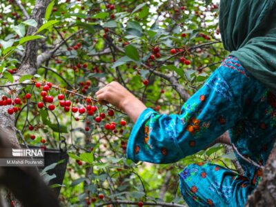 پیش‌بینی تولید بیش از ۳۱ هزار تن گیلاس و آلبالو در خوی/تثبیت جایگاه نخست در آذربایجان‌غربی