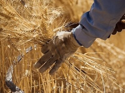 آغاز خرید تضمینی – مباشرتی گندم توسط شبکه تعاون روستایی آذربایجان غربی