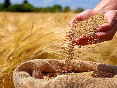 عبور خرید تضمینی گندم در استان آذربایجان‌غربی از ۲۸۴ هزار تن