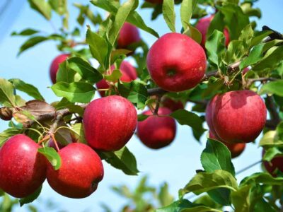 قطب سیب ایران چشم‌انتظار بازار؛ امسال گره صادرات باز می شود؟