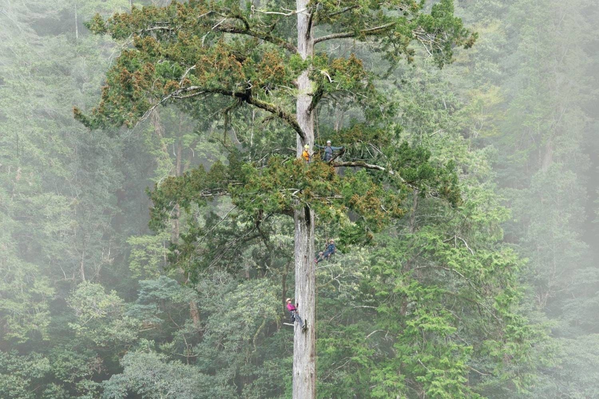 شمشیر آسمان؛ بلندترین درخت شرق آسیا پس از یک دهه جست‌وجو شناسایی شد